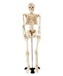 Health Trivia: How Many Bones in the Human Body?