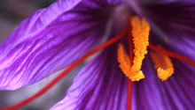 Saffron flower with stigmas